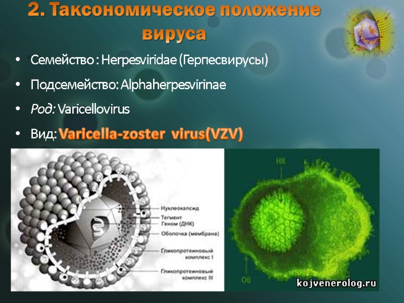 2. Таксономическое положение вируса Семейство : Herpesviridae (Герпесвирусы) Подсемейство: Alphaherpesvirinae Род: Varicellovirus Вид: Varicella-zoster